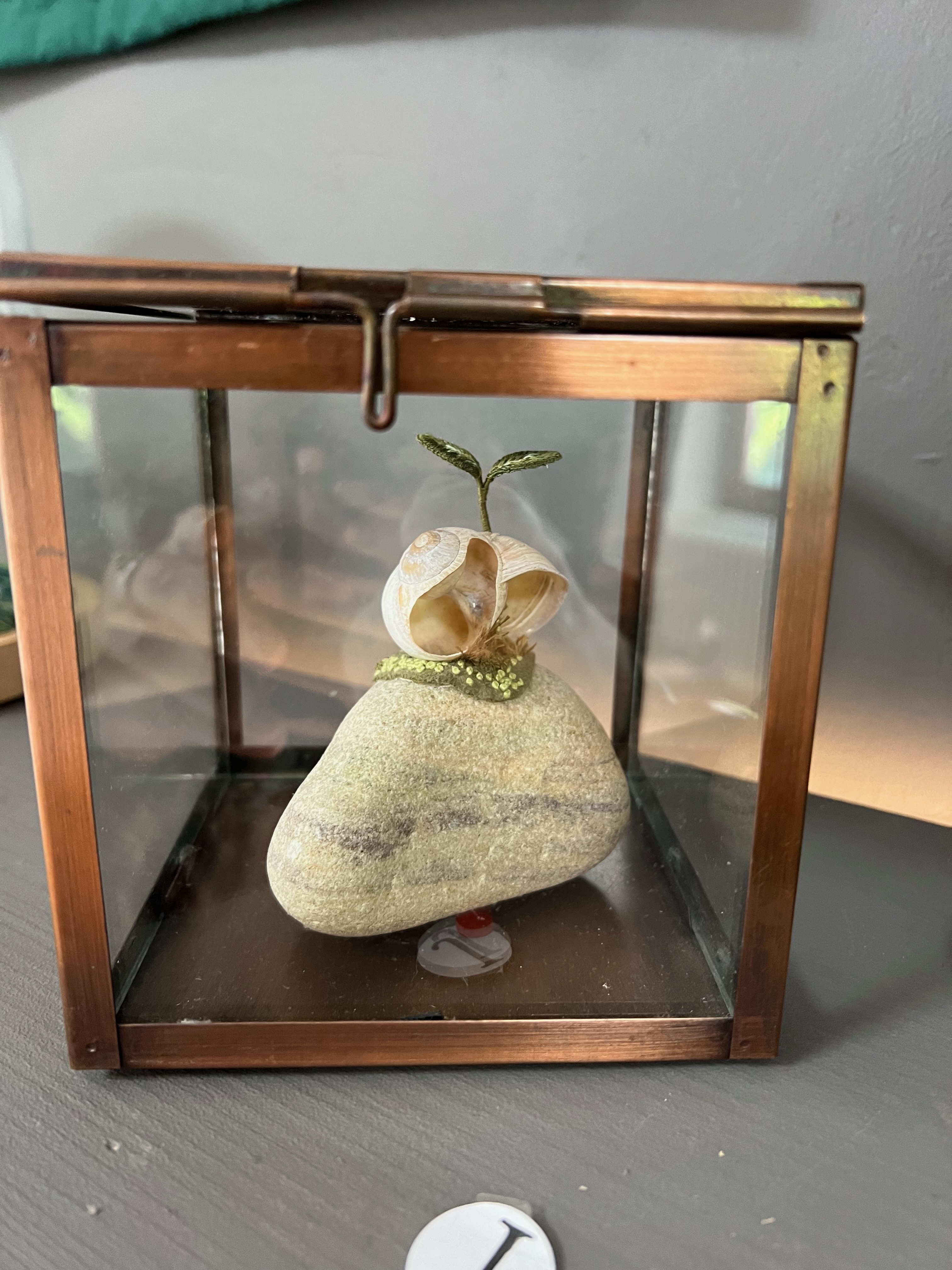 Schneckenhaus auf Stein mit Keimling